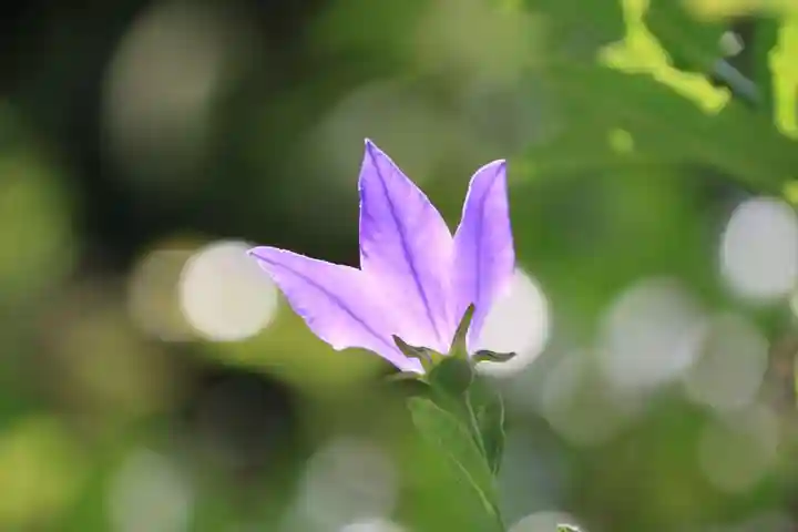 高司神社〜むすびの神の鎮まる社〜の自然