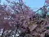 井伊谷宮の自然