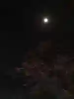 伏木香取神社の自然