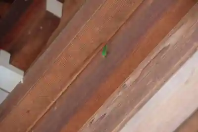 熊野福藏神社の本殿・本堂