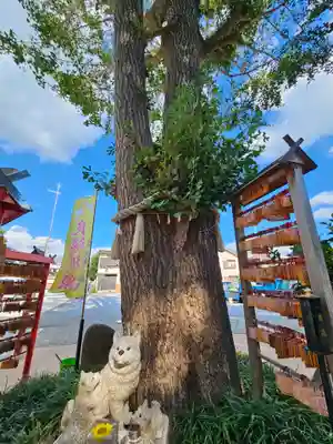 川越八幡宮(埼玉県)