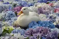 楽法寺（雨引観音）の動物