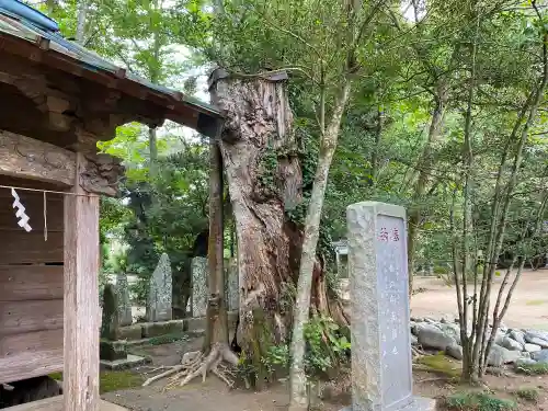 橘樹神社の自然