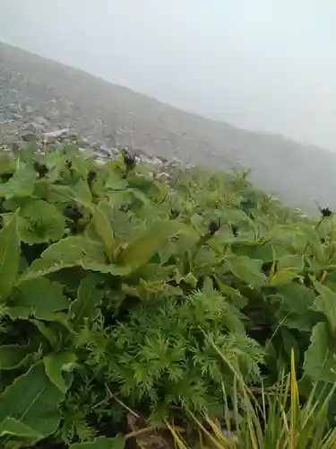雄山神社峰本社の自然