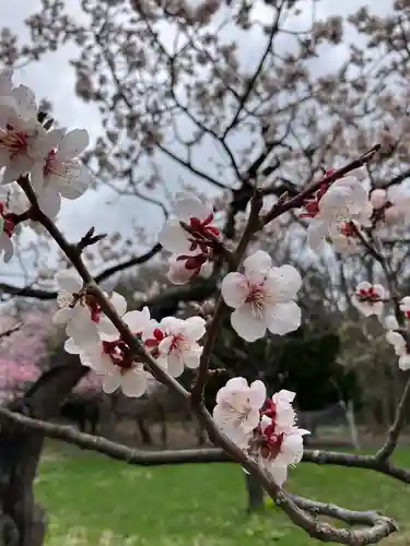 北海道神宮の自然