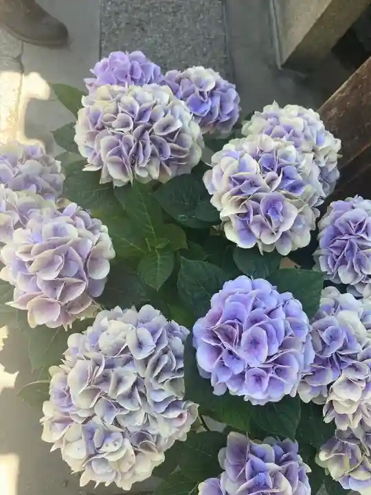 岡寺(龍蓋寺)の自然