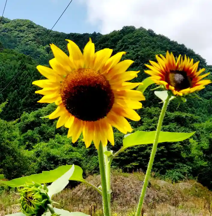 高司神社〜むすびの神の鎮まる社〜の自然