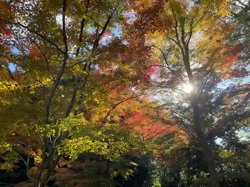 今熊野観音寺(京都府)