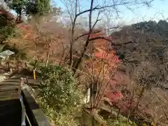 善峯寺の自然