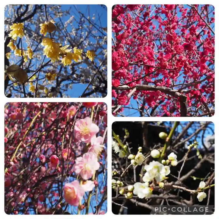 亀戸天神社(東京都)