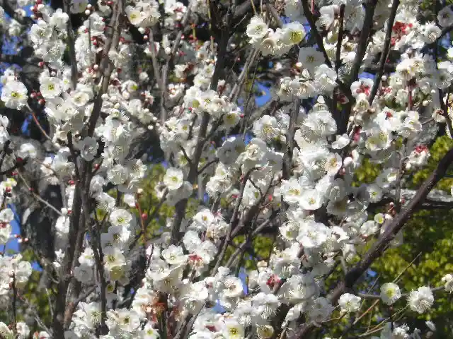 鶴岡八幡宮の自然