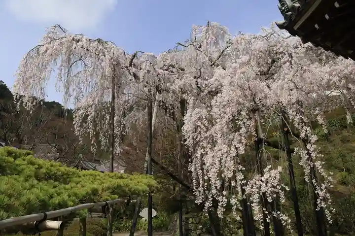 善峯寺(京都府)