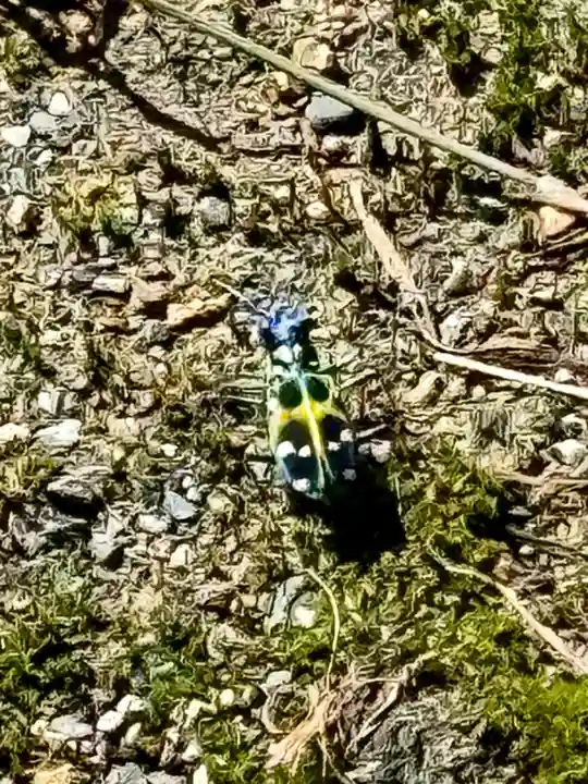 伊富岐神社(岐阜県)