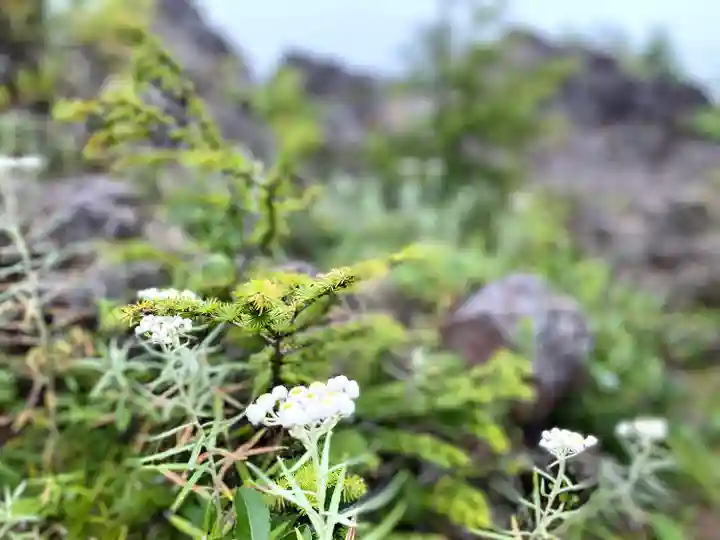 高峯神社(大室神社奥宮)の自然