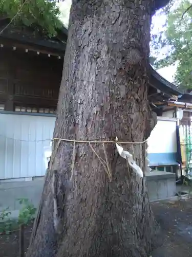 五方山熊野神社の自然