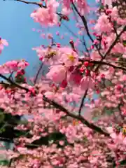 櫻木神社の自然