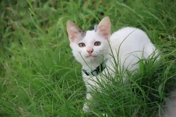 長屋神社の動物