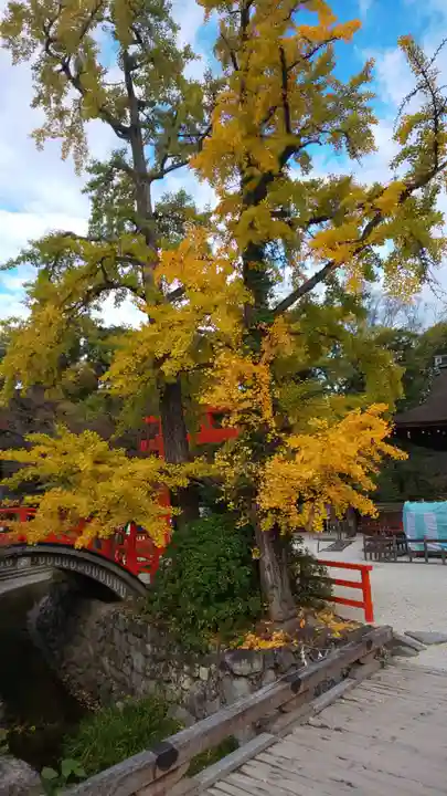 賀茂御祖神社(下鴨神社)の自然