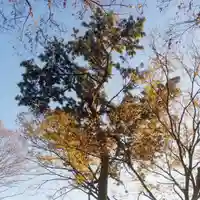 中曽根天祖神社の自然