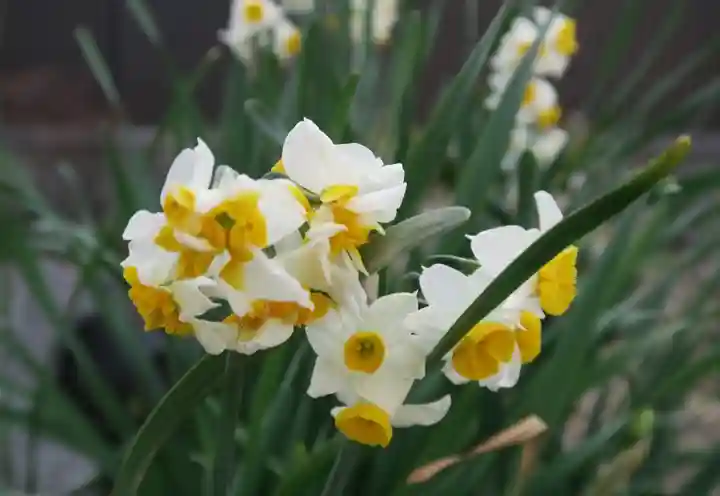 大松禅寺(京都府)