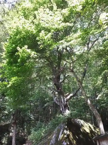 丹内山神社の自然