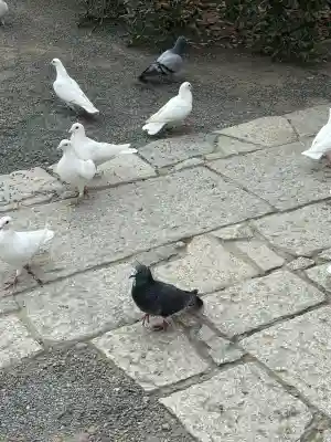 旗上弁財天社の{uncategorized: "未分類", other: "その他", undefined: "問題あり", building: "その他建物", grave: "お墓", sacred_gate: "鳥居", guardian: "狛犬", statue: "像", buddha: "仏像", history: "歴史", nature: "自然", garden: "庭園", animal: "動物", pagoda: "塔", temizu: "手水舎", mountain_gate: "山門・神門", sanctuary: "本殿・本堂", subordinate: "末社・摂社", art: "芸術", scenery: "景色", jizo: "地蔵", ema: "絵馬", goshuin: "御朱印", omikuji: "おみくじ", items: "授与品その他", amulet: "お守り", goshuincho: "御朱印帳", eats: "食事", festival: "お祭り", votive_dance: "神楽", shichigosan: "七五三参", wedding: "結婚式", experience: "体験その他", initially: "初詣", around: "周辺", anti_infection: "感染症対策"}