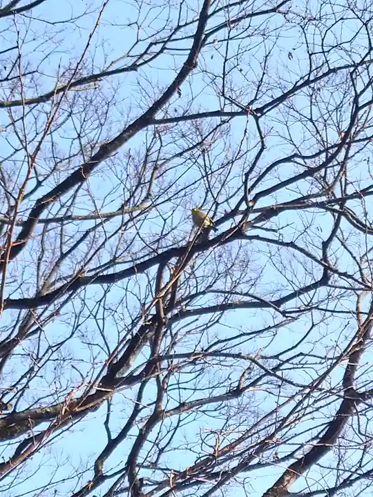 阿智神社の動物