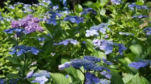楽法寺（雨引観音）(茨城県)