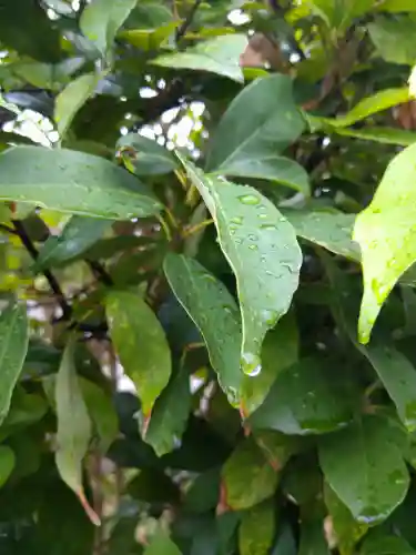 阿智神社の自然