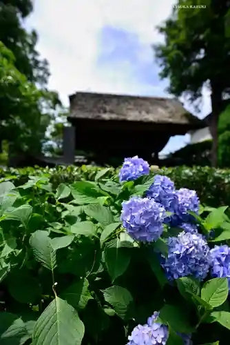 極楽寺（霊鷲山感應院極楽律寺）の庭園