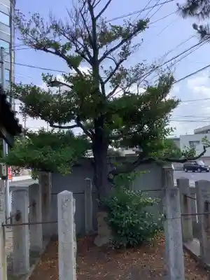 金刀比羅社の自然