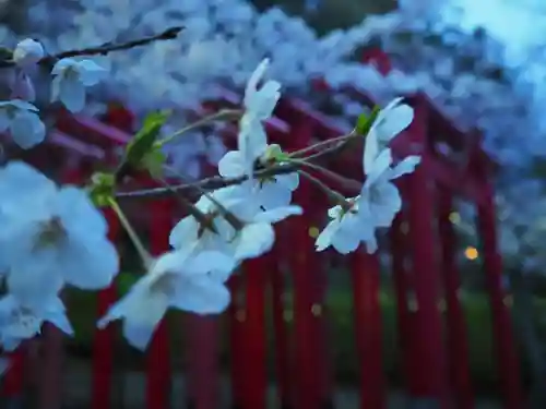 宮地嶽神社の自然