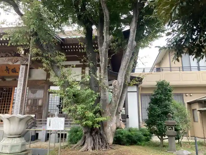 慈眼寺(神奈川県)