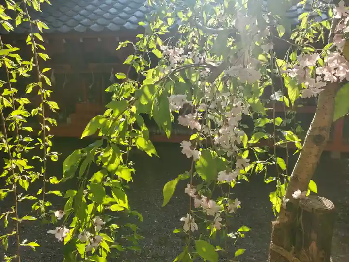 冠稲荷神社の自然