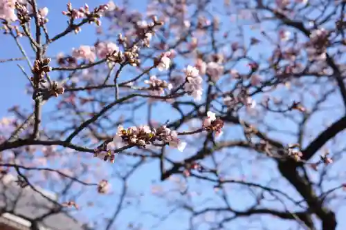 西新井大師総持寺の自然