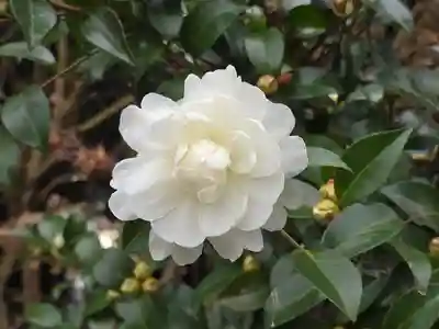 稗田野神社(薭田野神社)(京都府)