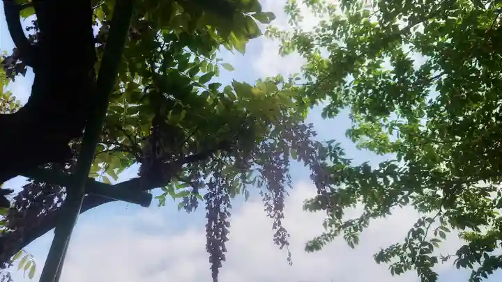 秋葉神社の自然