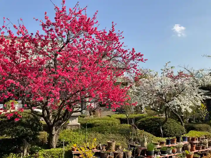岩槻大師彌勒密寺の自然