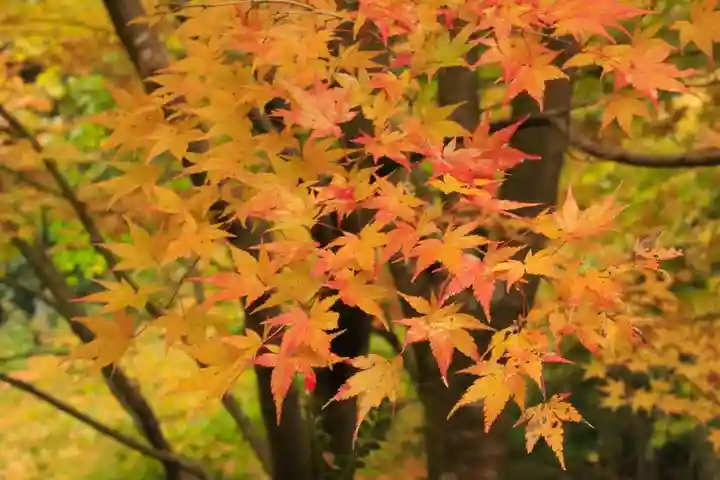 常照寺(京都府)