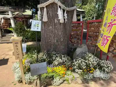 川越八幡宮(埼玉県)