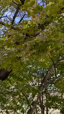 墨染寺（桜寺）(京都府)