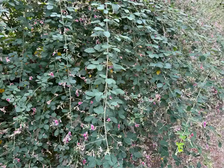 新薬師寺(奈良県)