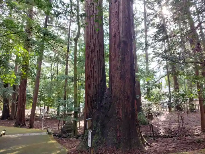 若狭彦神社(上社)の{uncategorized: "未分類", other: "その他", undefined: "問題あり", building: "その他建物", grave: "お墓", sacred_gate: "鳥居", guardian: "狛犬", statue: "像", buddha: "仏像", history: "歴史", nature: "自然", garden: "庭園", animal: "動物", pagoda: "塔", temizu: "手水舎", mountain_gate: "山門・神門", sanctuary: "本殿・本堂", subordinate: "末社・摂社", art: "芸術", scenery: "景色", jizo: "地蔵", ema: "絵馬", goshuin: "御朱印", omikuji: "おみくじ", items: "授与品その他", amulet: "お守り", goshuincho: "御朱印帳", eats: "食事", festival: "お祭り", votive_dance: "神楽", shichigosan: "七五三参", wedding: "結婚式", experience: "体験その他", initially: "初詣", around: "周辺", anti_infection: "感染症対策"}
