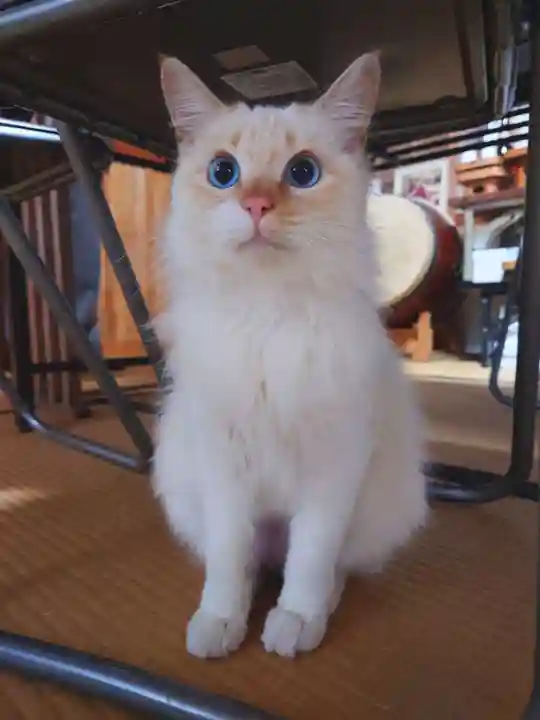 上岩出神社(和歌山県)