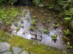 青龍山 吉祥寺の自然