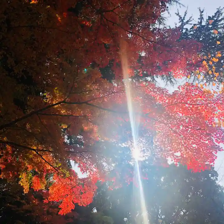 靖國神社の自然