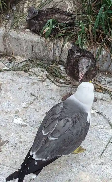 蕪嶋神社(青森県)