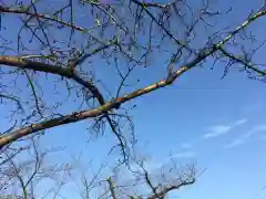 六孫王神社の自然