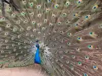 岩槻久伊豆神社(埼玉県)