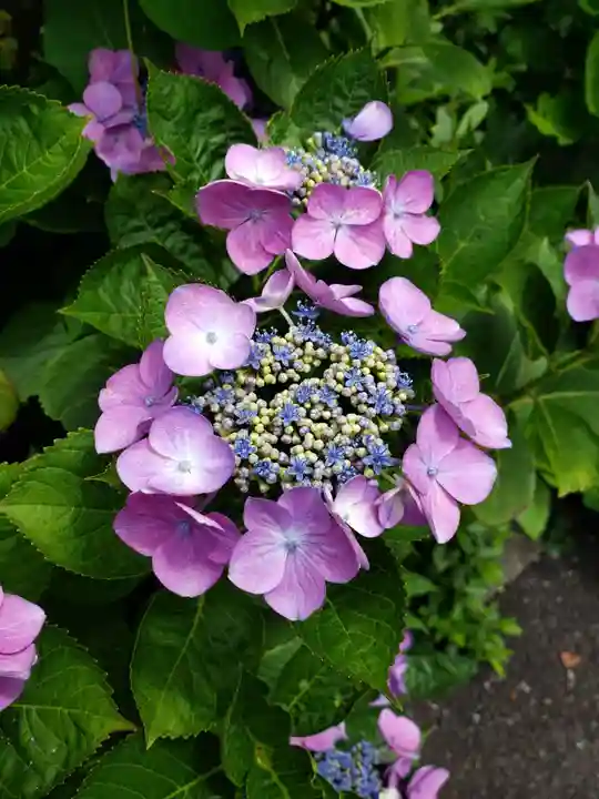白金氷川神社(東京都)